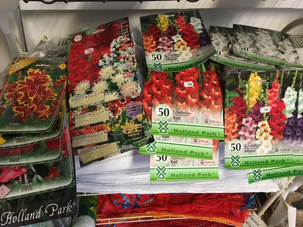 krókuszok