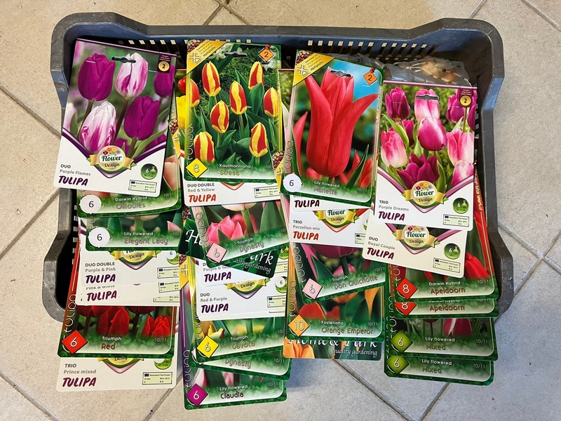 tulipán