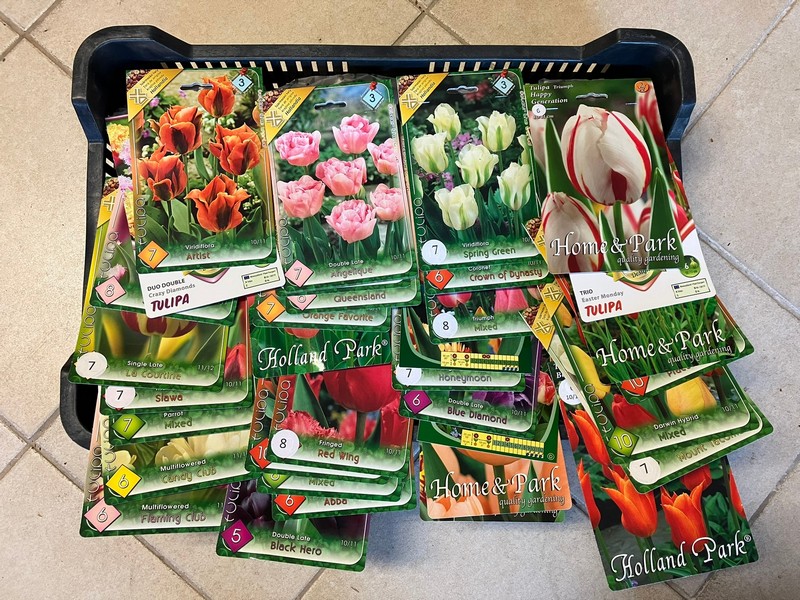 tulipán