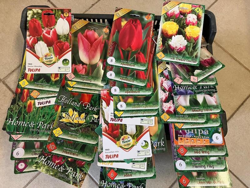tulipán