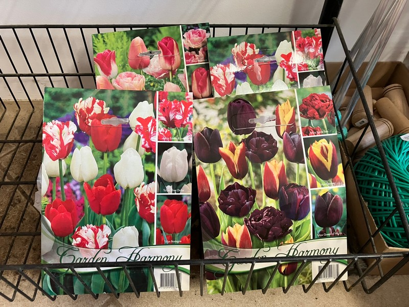 tulipán kollekció